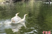 妻乐无穷吉林：罕见白鸬鹚连续两年“故地重游”